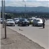 Из-за утки с утятами на Октябрьском мосту остановили поток машин (видео)