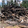 Житель Красноярского края вырубил хвойные деревья на 3 миллиона: начато следствие