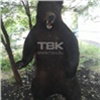 В красноярском дворе неизвестные повесили чучело медведя (видео)
