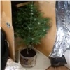 Норильчанин полгода выращивал марихуану в съемной квартире: грозит до 10 лет (видео)