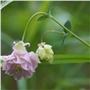 «Розовый незнакомец»: на юге Красноярского края заметили необычные цветы водосбора 