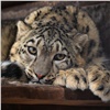 Красноярский зоопарк открывают для посетителей 