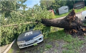 «Не город, а джунгли!»: пронесшийся ураган повалил деревья и затопил Абакан