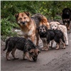 Посетителей «Столбов» будут штрафовать за кормление бездомных собак