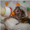 Красноярский зоопарк показал двойню новорожденных тамаринов. От одного малыша родители отказались
