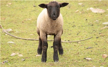 В Иланском молодой парень гонялся на машине за бычком, ягненком и овечками: поймал и съел