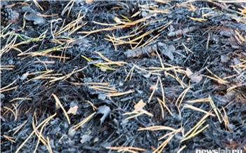 Во всех лесах Красноярского края третий раз за год ввели режим ЧС из-за пожаров