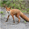 В одном из районов Красноярского края снова нашли бешеных лис