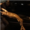 Норильчанин согласился помочь знакомому перевезти браконьерский улов осетров и попался полиции (видео)