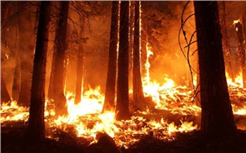 В Красноярском крае ликвидировали несколько крупных лесных пожаров