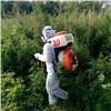 В Красноярском крае по требованию полиции администрация села отравила поле конопли гербицидами