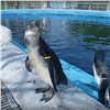 Пингвинят в красноярском зоопарке впервые выпустили в бассейн (видео)