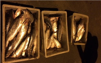 Полиция отобрала у жителя Норильска крупный улов ценной рыбы