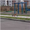 По улицам Сосновоборска гуляет лиса 
