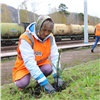 Красноярские железнодорожники высадили на станциях более 200 молодых деревьев