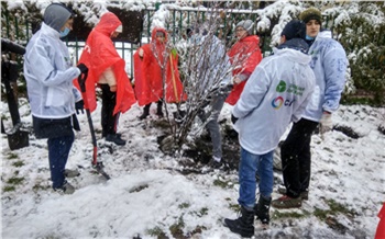 В Красноярске «Зеленая дружина СГК» высадила деревья во дворе гимназии