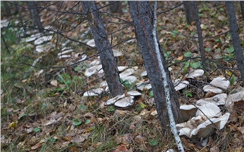 В красноярском нацпарке выросли «дорожки» из съедобных грибов