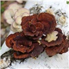 В красноярском нацпарке выросли похожие на цветы грибы