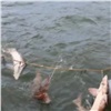 «Держат на веревке до продажи»: красноярская полиция показала варварский способ хранения живой краснокнижной рыбы (видео)