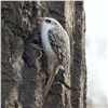 В красноярском нацпарке сфотографировали еще одну необычную птицу