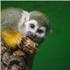 Из-за Covid закрыли экспозицию с приматами в красноярском зоопарке и визит-центры в «Гремячей гриве»