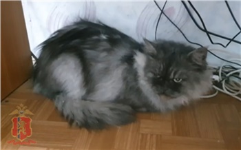 В Зеленогорске кошку выкинули с балкона 5 этажа. Животное приютили в полиции