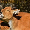 Специалисты Россельхознадзора заметили слишком быстро «перемещающуюся» по стране говядину и вычислили несуществующего поставщика