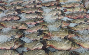 Рыба в Красноярском крае успешно прошла проверку на ГМО и антибиотики. Но с реализации сняли 150 кг