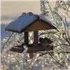 «Поможем птицам пережить голодную зиму»: красноярцам рассказали, чем кормить пернатых 