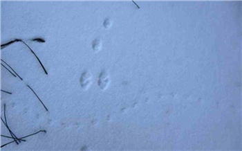 В красноярском нацпарке по «автографам» на снегу изучили активность зайцев и лис: они дрались и охотились