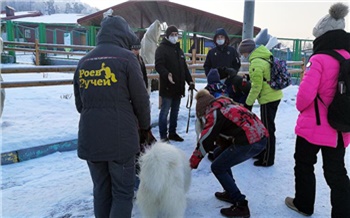 В Красноярске детей начали обучать управлению собачьими упряжками
