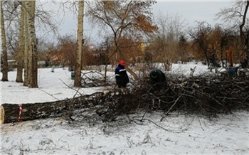 «Там уже ничего не осталось»: красноярцы недовольны вырубкой берёз в парке Юннатов в Студгородке