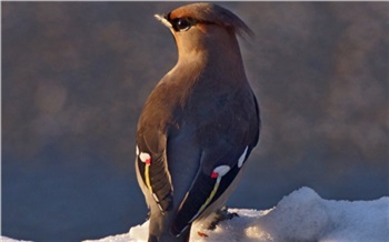 На юге Красноярского края сфотографировали птицу, увидеть которую раньше считалось плохой приметой