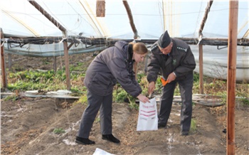В Красноярском крае фермеры выращивали овощи в мышьяке и фторе