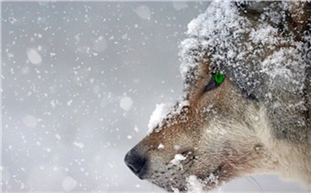 В Норильске продолжаются поиски разгуливающих около города волков
