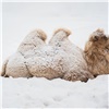 В красноярском зоопарке показали реакцию животных на снегопад