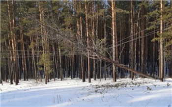 «Оставляют без электричества своих же земляков»: энергетики в Красноярском крае борются с «черными лесорубами»