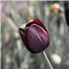 В теплицах красноярского УЗС зацвели тюльпаны 