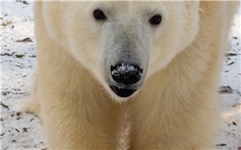 В красноярском зоопарке показали, как сейчас выглядит спасенная в Норильске медведица