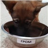 В Красноярске сотрудники МВД позволили новой полицейской собаке самой выбрать себе имя (видео)
