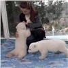 Детёнышей красноярского белого медведя Седова впервые вывели на прогулку и просят придумать им имена (видео)