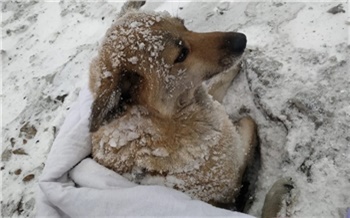 «Вмерзла в снег за четыре дня»: красноярские волонтеры спасли сбитую поездом собаку