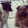 В Кызыле три собаки до смерти искусали 35-летнюю женщину