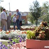 Красноярск готовится к конкурсу на лучшую концепцию озеленения двора