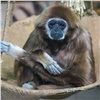 В красноярском зоопарке открыли экспозицию с приматами. Посетителей просят не шуметь