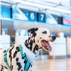 Разволновавшихся пассажиров в аэропорту Красноярска будут успокаивать собаки 