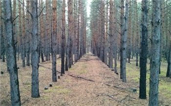 В Красноярском крае руководитель лесничества с подельниками спилили деревьев на 8 миллионов рублей