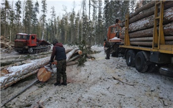 Житель Канска спилил деревьев на 700 тысяч рублей: теперь ему грозит 7 лет тюрьмы