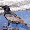 На юге Красноярского края сфотографировали необычную ворону с редким коричневым оперением