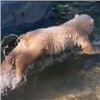 Детёныши красноярского медведя Седова впервые поплавали в бассейне (видео)